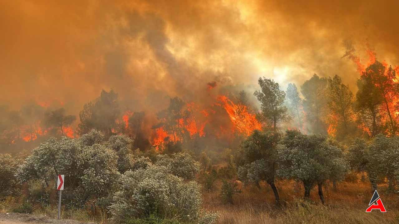 canakkale-orman.jpg