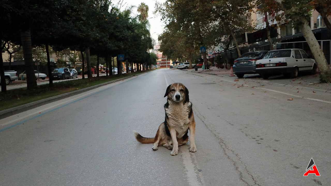 sokak-hayvanlarinin-uyutulmasi.jpg