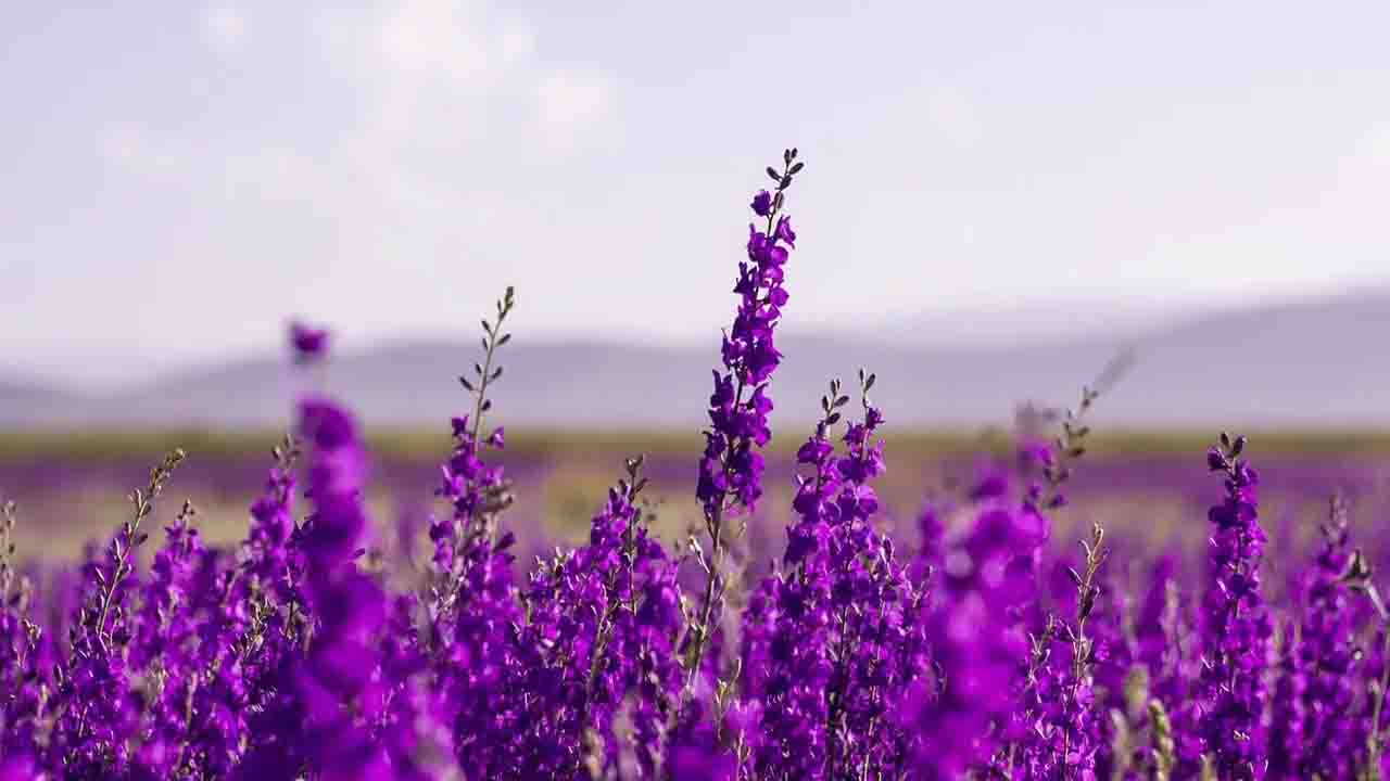 İnsanlar İçin Yararlı Olan Lavender Bitkisi, Panik Ataklarını Önler Mi