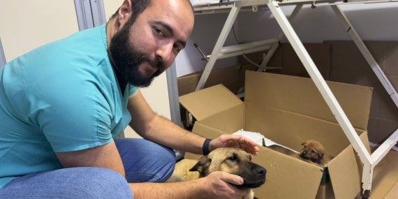 Beylikdüzü’nde Anlamlı Anlar: Anne Köpek Yavrusunu Veterinere Götürdü