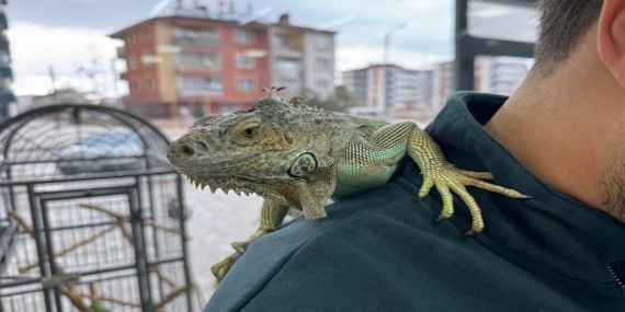 Konya’da Kuaför Değil Hayvanat Bahçesiİguana Müşterileri Ağırlıyor