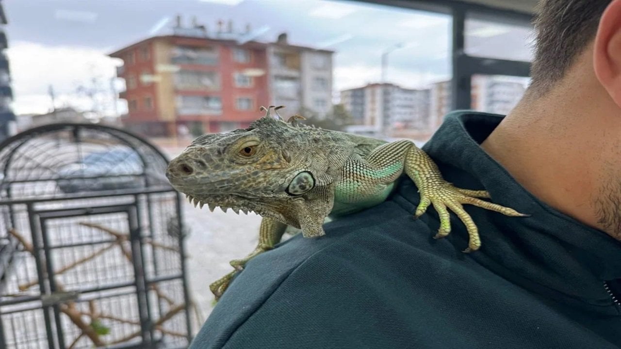 Konya’da Kuaför Değil Hayvanat Bahçesiİguana Müşterileri Ağırlıyor